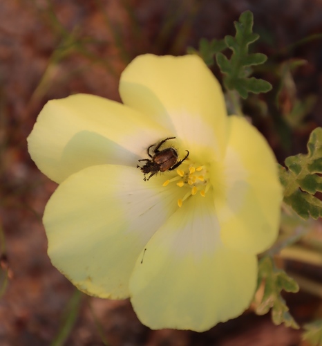 Image of Grielum humifusum by (c) Tony Rebelo, some rights reserved (CC BY-SA)