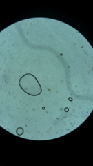 Miozoa