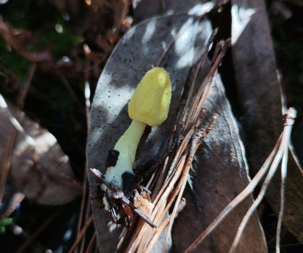 Leucocoprinus castroi
