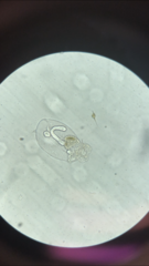 Miozoa