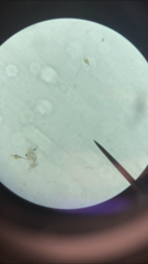 Miozoa