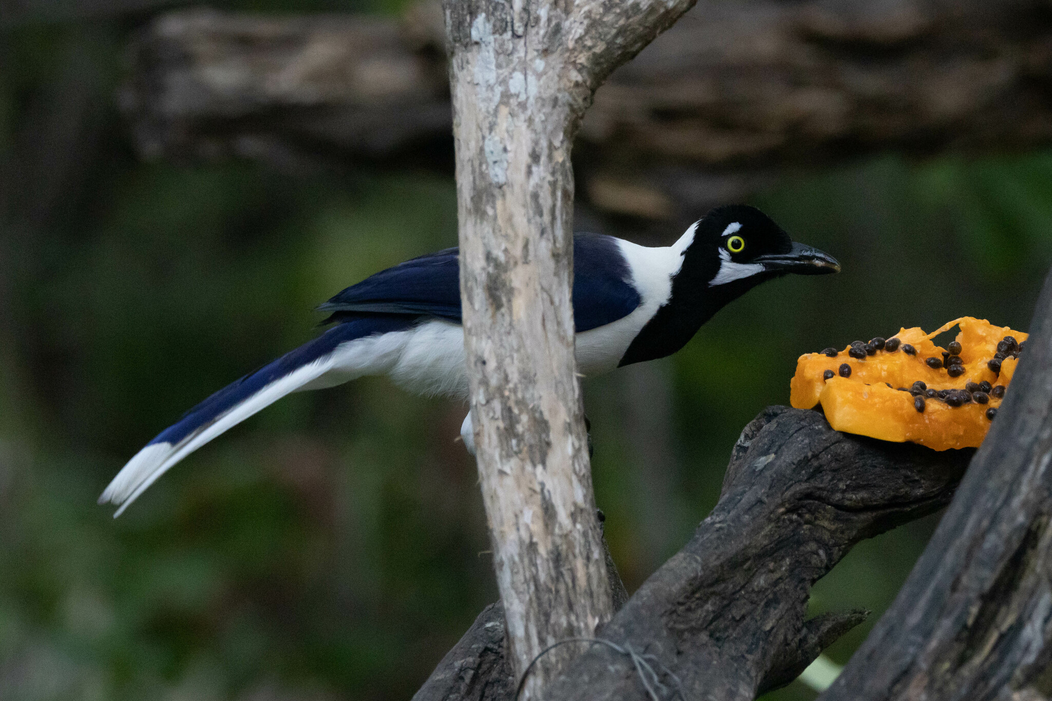 Cyanocorax mystacalis image