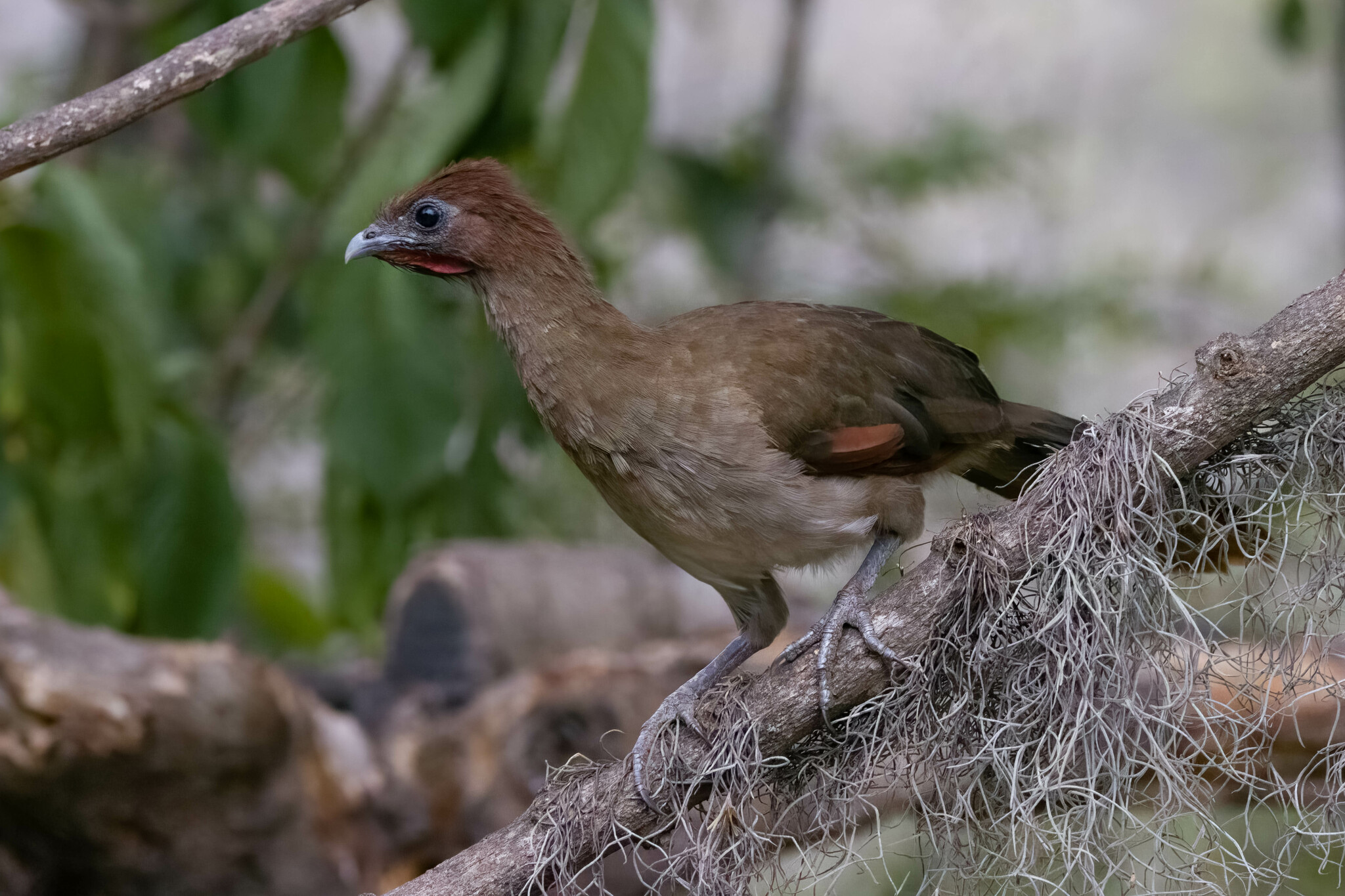 Ortalis erythroptera image