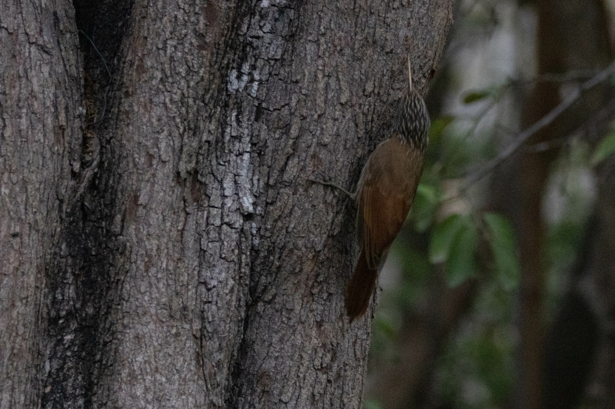 Lepidocolaptes souleyetii image