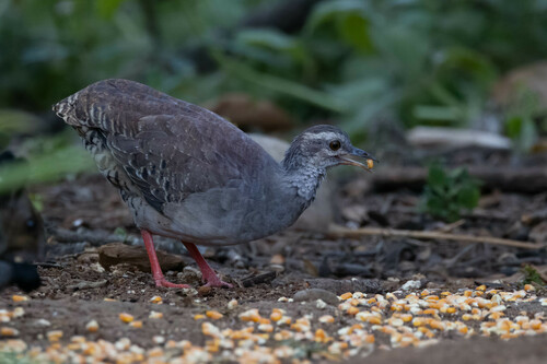 Pale-browed Tinamou (Crypturellus transfasciatus), photo 3