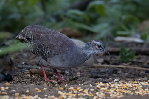 Pale-browed Tinamou (Crypturellus transfasciatus), photo 5