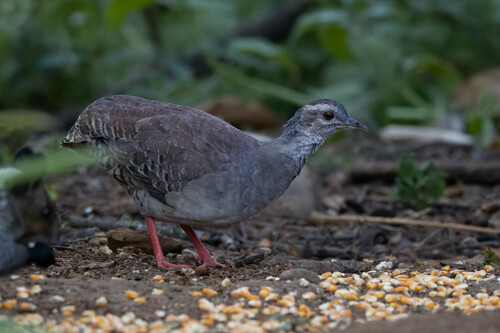 Pale-browed Tinamou (Crypturellus transfasciatus), photo 6