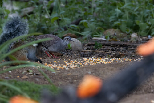 Pale-browed Tinamou (Crypturellus transfasciatus), photo 4