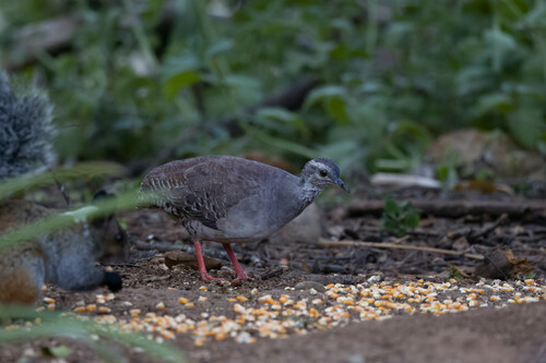 Pale-browed Tinamou (Crypturellus transfasciatus), photo 7