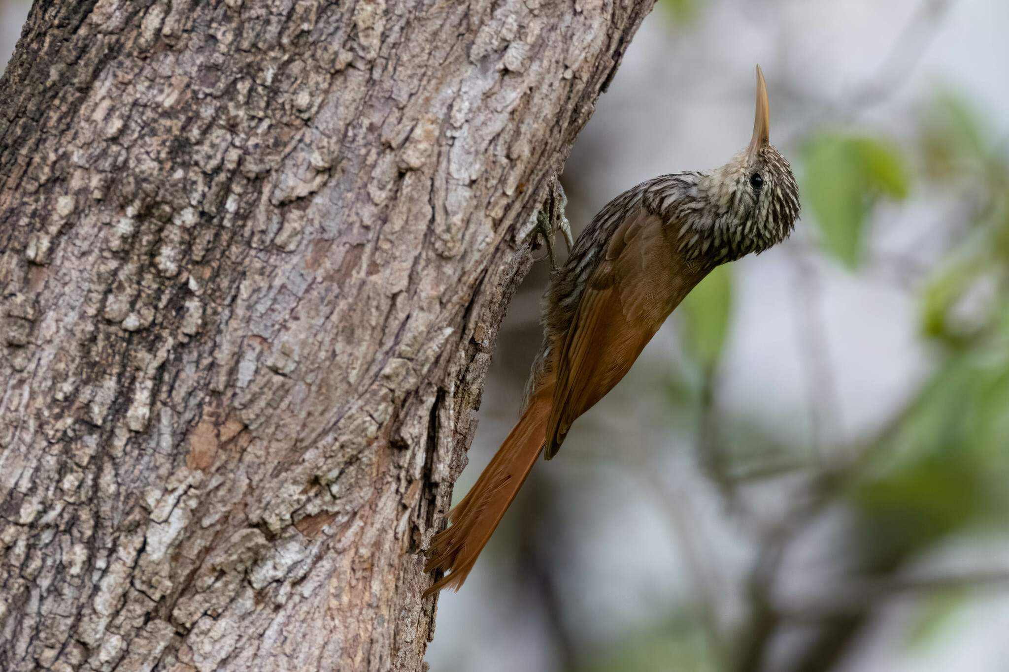 Lepidocolaptes souleyetii image