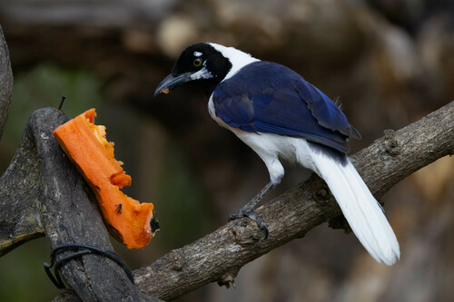 White-tailed Jay (Cyanocorax mystacalis), photo 6