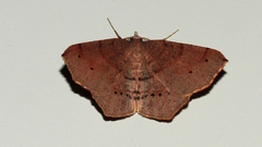 Rhinodia rostraria