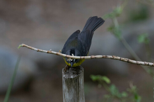 Grey-and-gold Warbler (Myiothlypis fraseri), photo 5