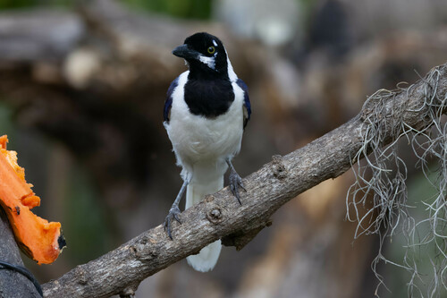 White-tailed Jay (Cyanocorax mystacalis), photo 7