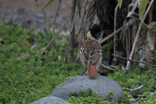 Collared Antshrike (Thamnophilus bernardi), photo 8