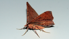 Rhinodia rostraria