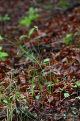 Carex pallida