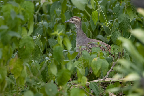 Pale-browed Tinamou (Crypturellus transfasciatus), photo 8