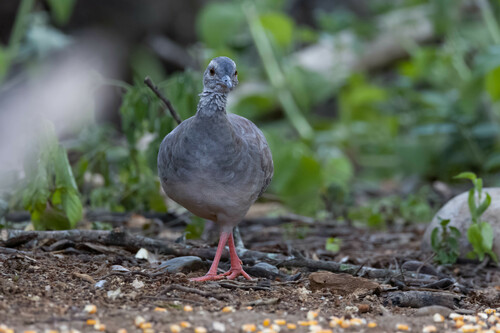 Pale-browed Tinamou (Crypturellus transfasciatus), photo 10