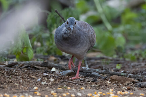 Pale-browed Tinamou (Crypturellus transfasciatus), photo 9