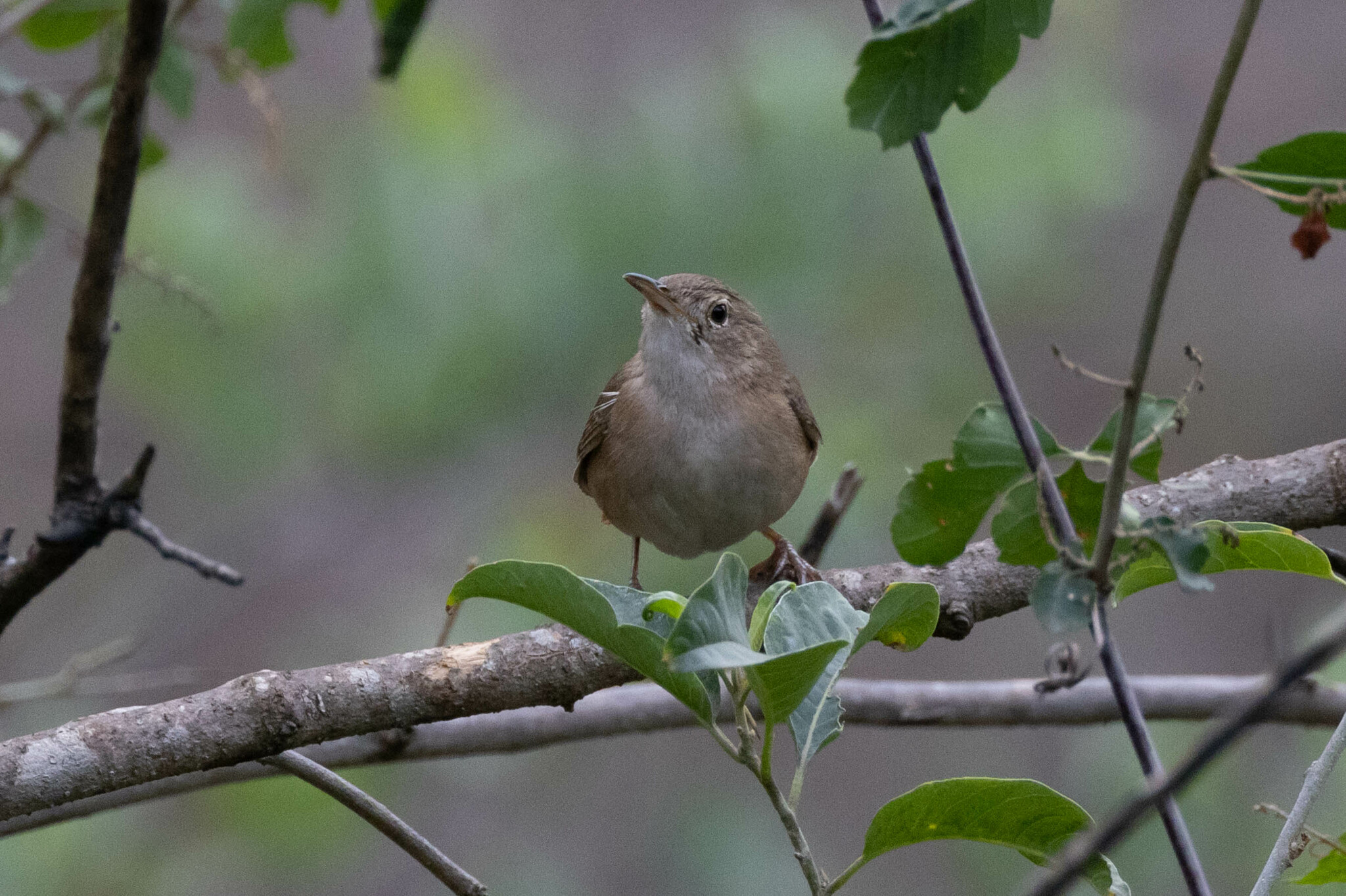 Troglodytes aedon image