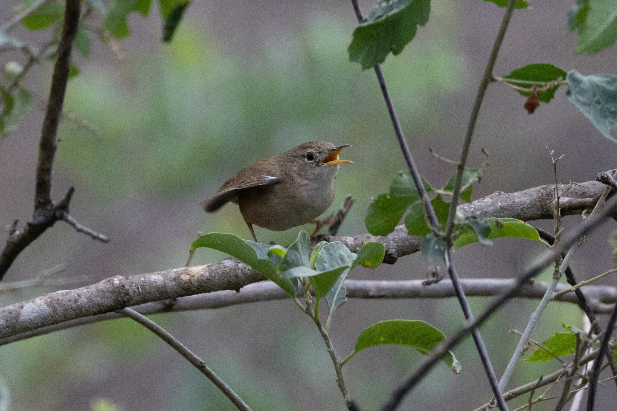 Troglodytes aedon image
