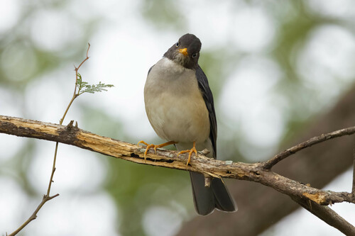 Plumbeous-backed Thrush (Turdus reevei), photo 5