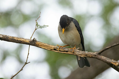 Plumbeous-backed Thrush (Turdus reevei), photo 5