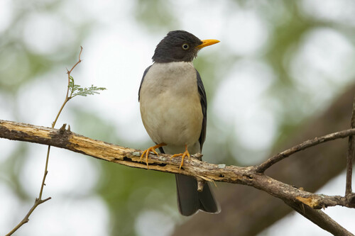 Plumbeous-backed Thrush (Turdus reevei), photo 9