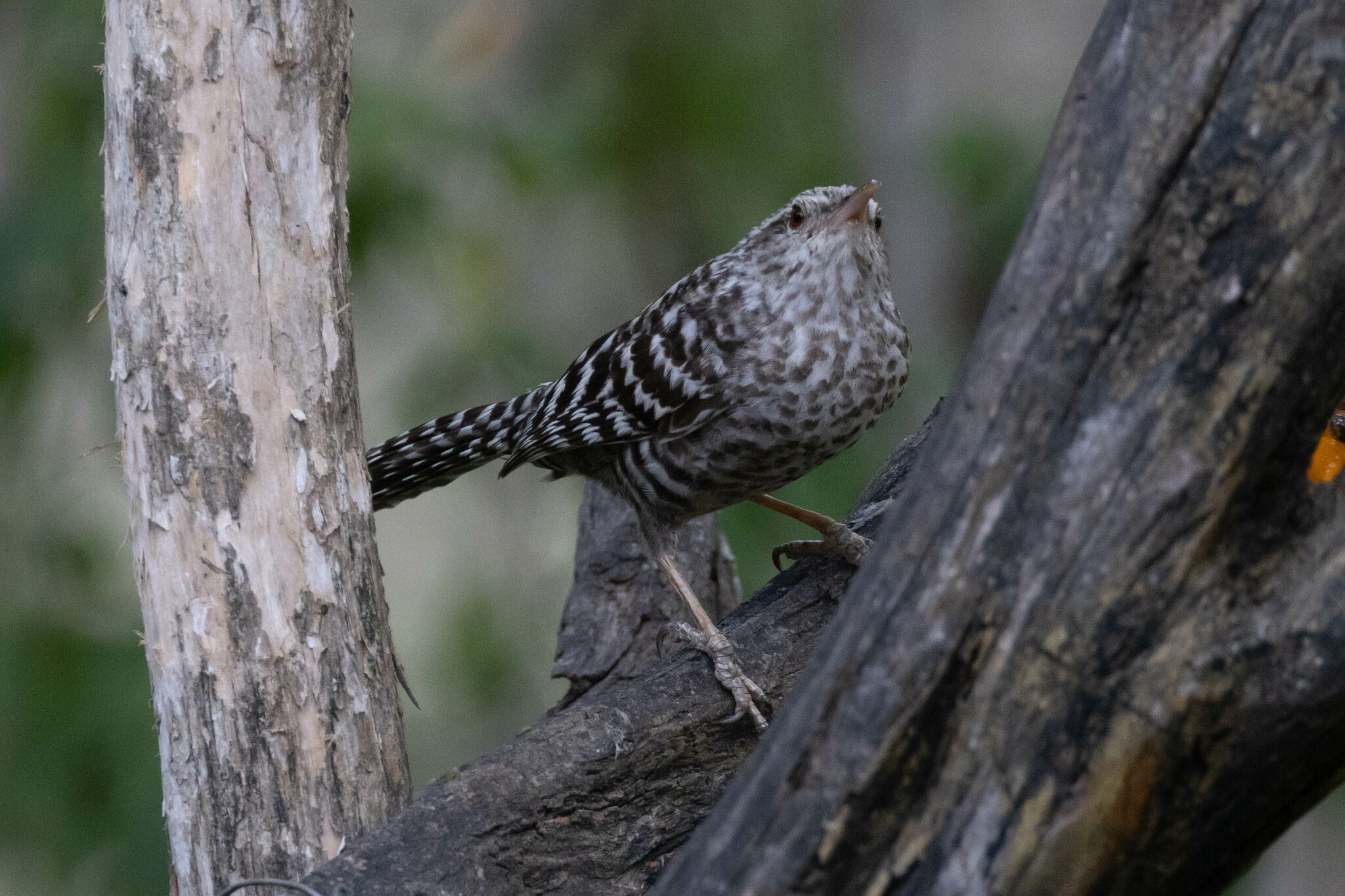 Campylorhynchus fasciatus image