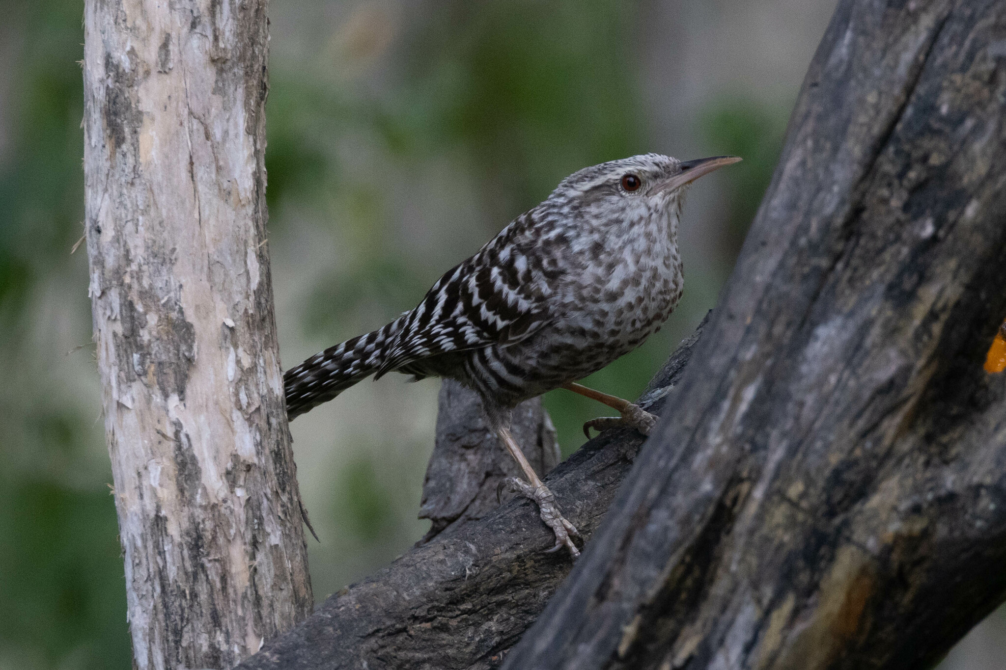 Campylorhynchus image