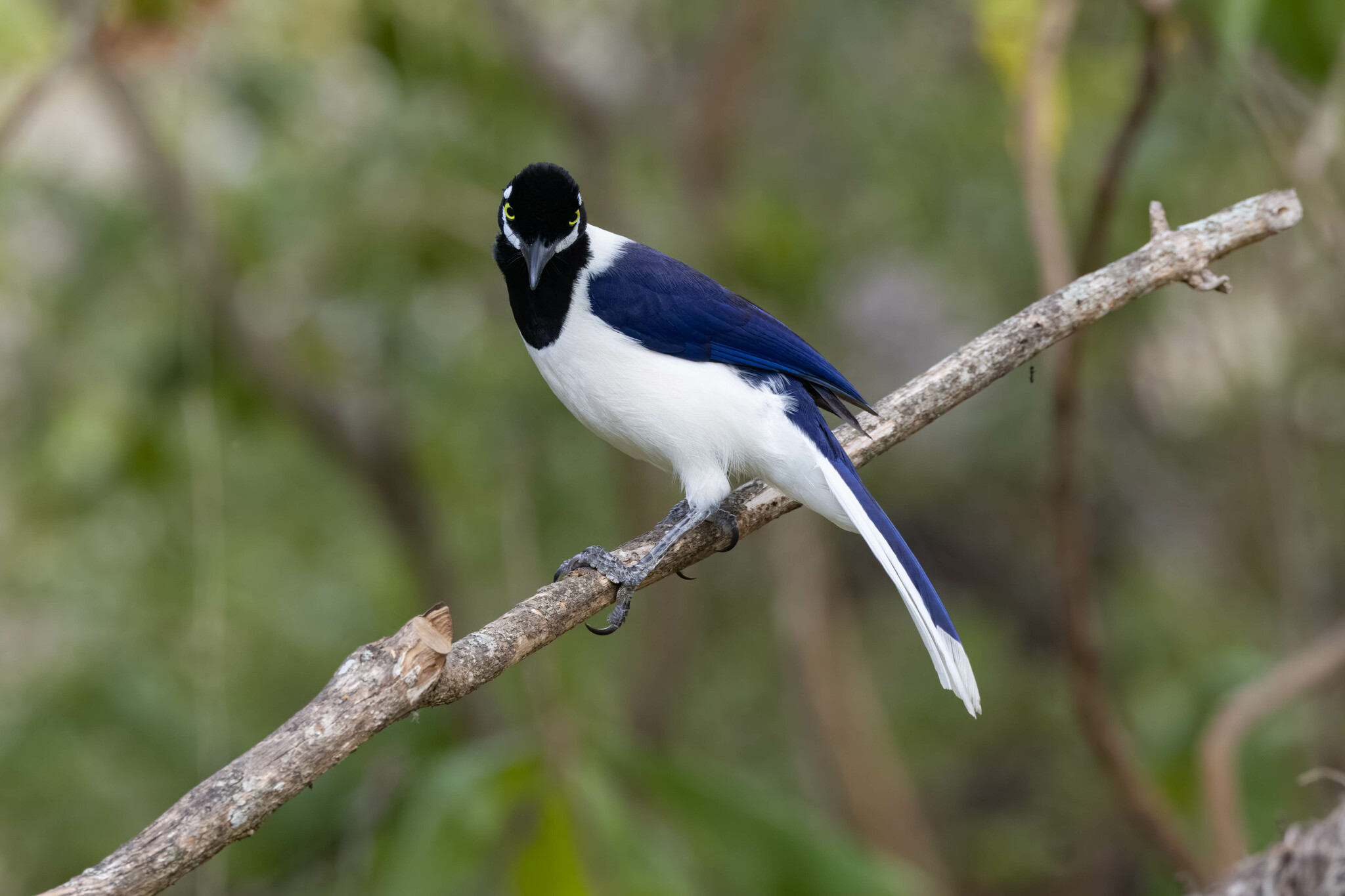 White-tailed Jay (Cyanocorax mystacalis), photo 10