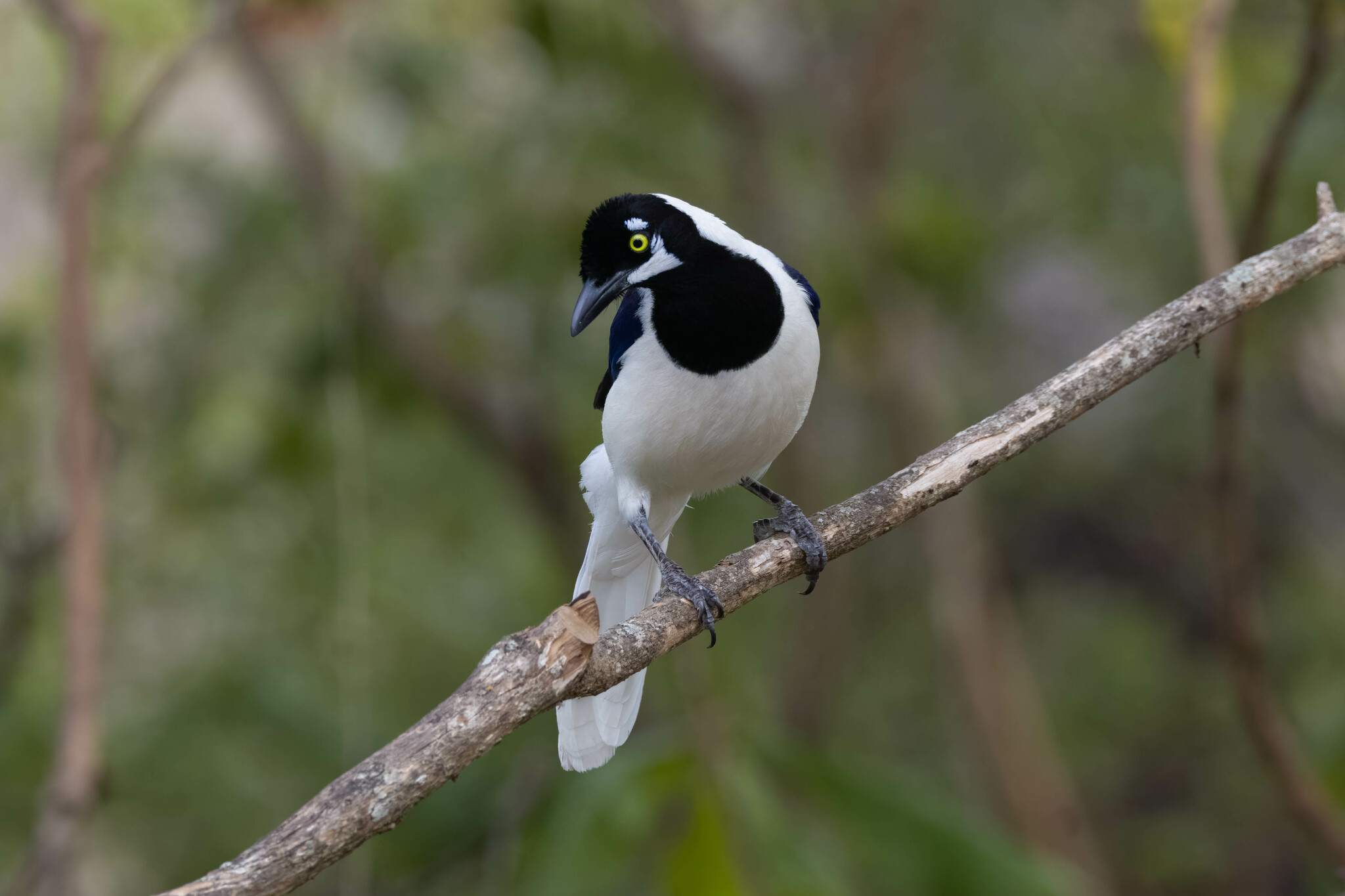 Cyanocorax mystacalis image