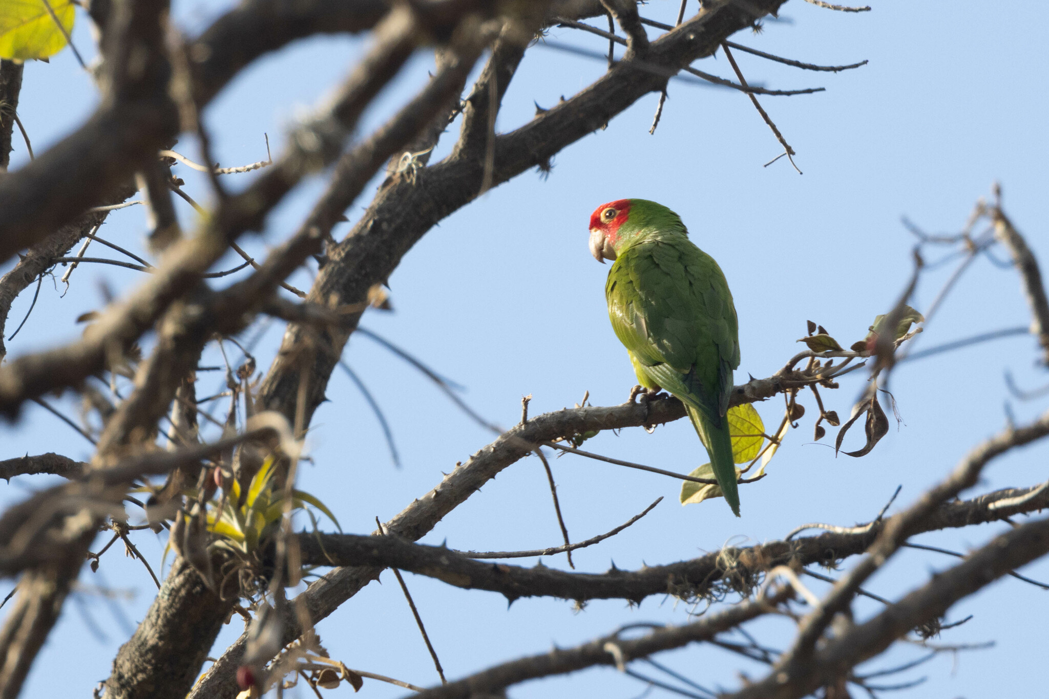 Aratinga erythrogenys image