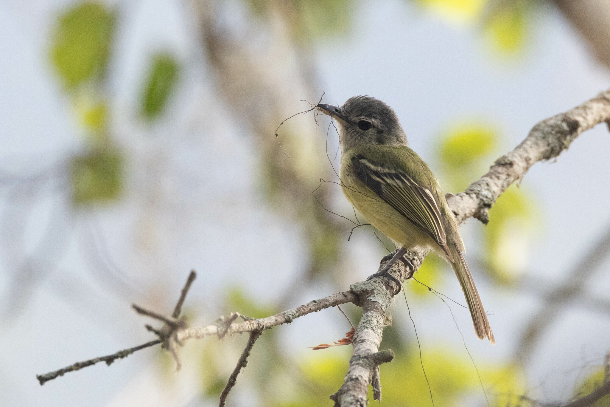 Tolmomyias sulphurescens image