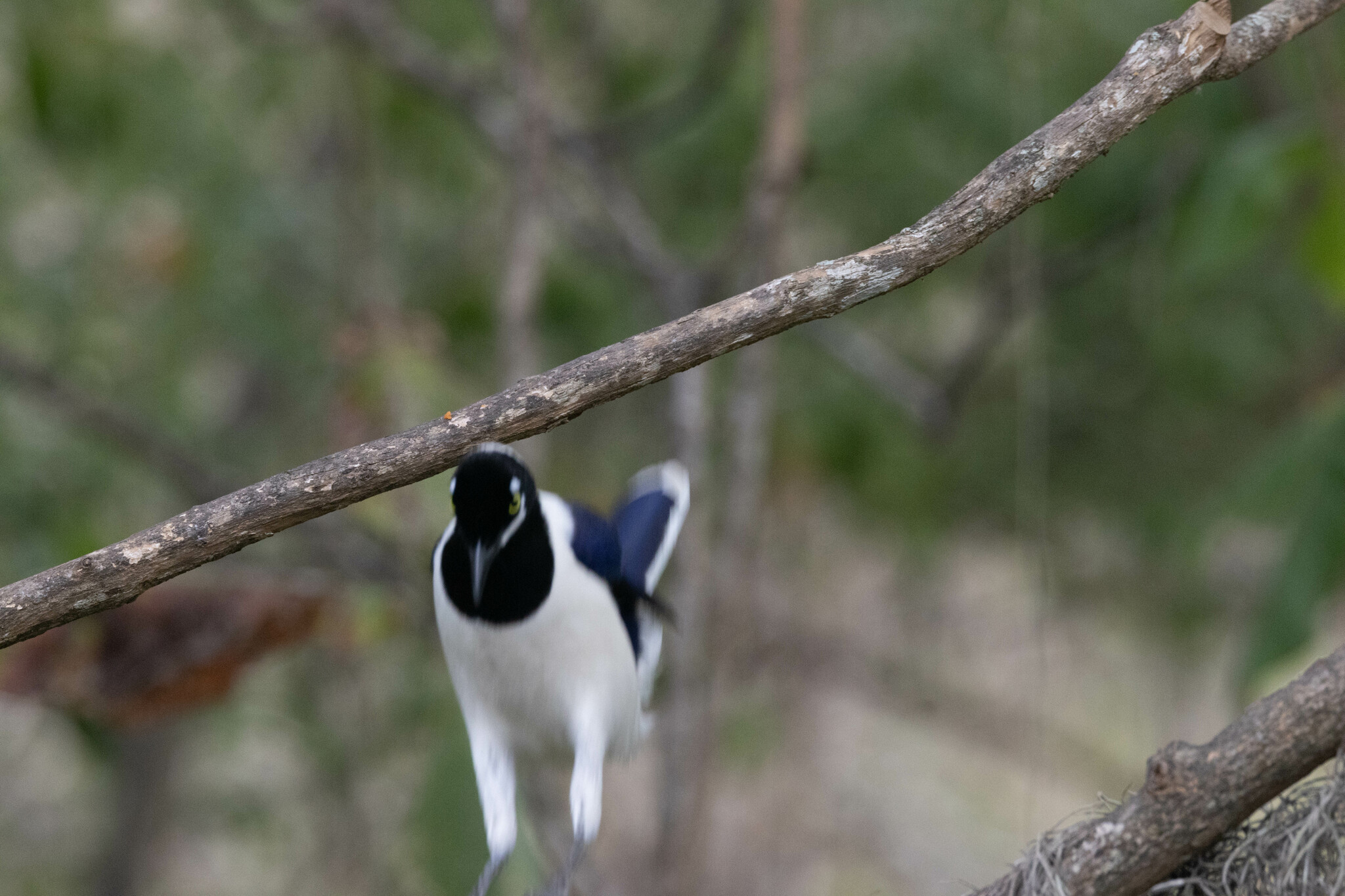 Corvidae image