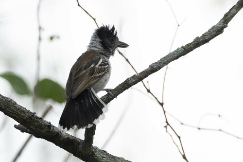 Collared Antshrike (Thamnophilus bernardi), photo 9