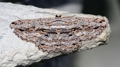 Scioglyptis chionomera