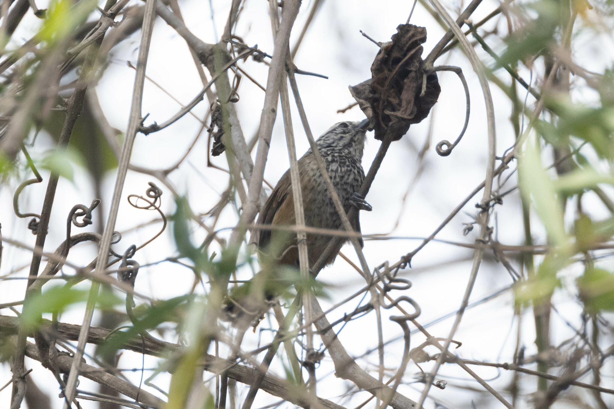 Pheugopedius sclateri image