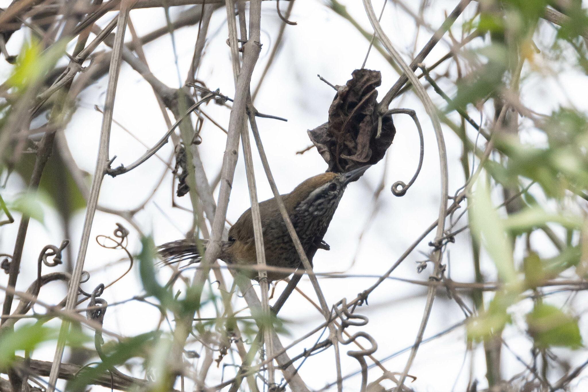 Pheugopedius image