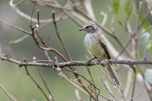 Pacific Elaenia (Myiopagis subplacens), photo 4