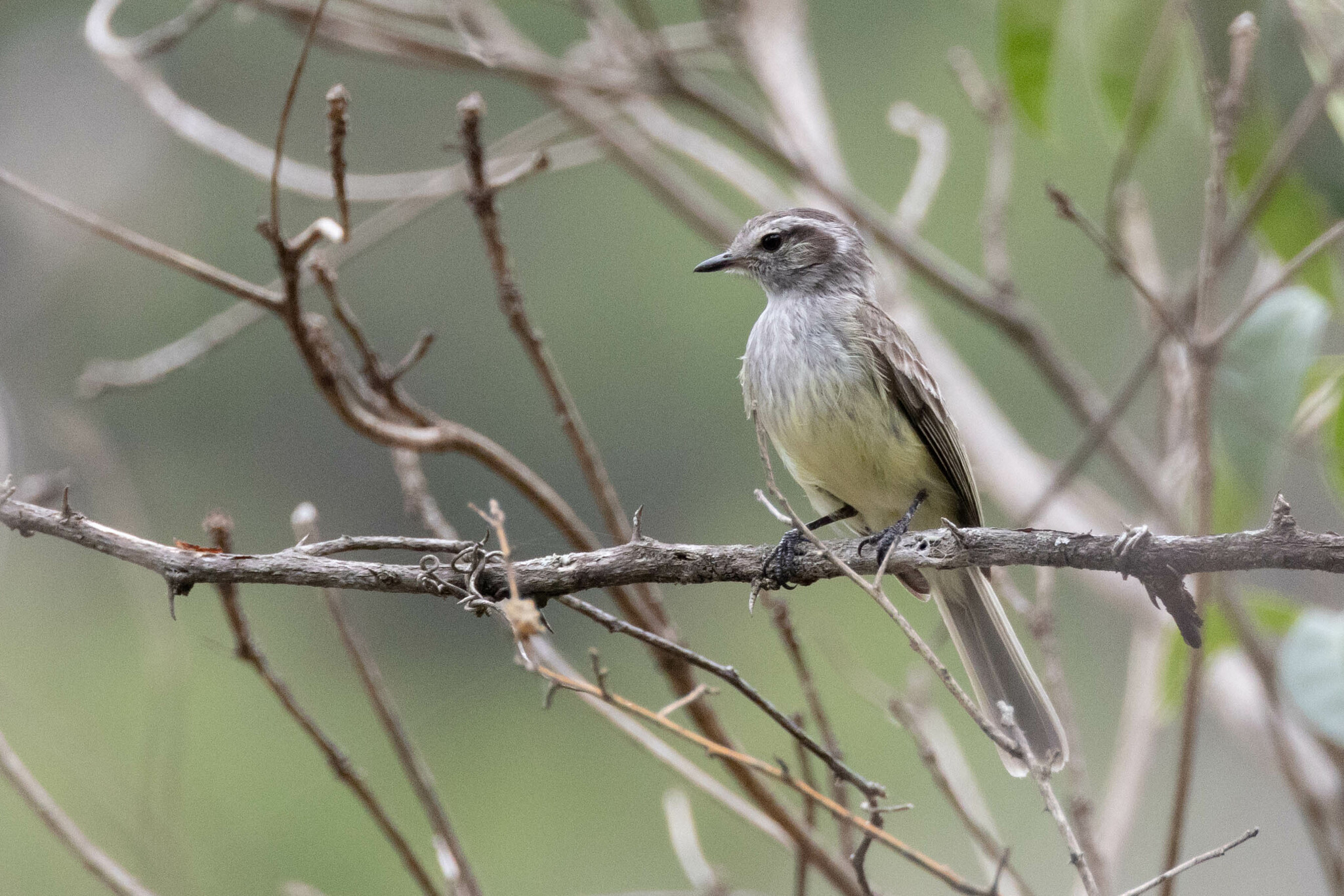 Myiopagis subplacens image