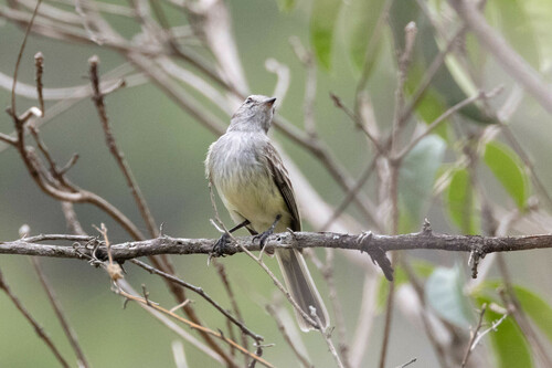 Pacific Elaenia (Myiopagis subplacens), photo 7