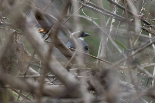 Black-capped Sparrow (Arremon abeillei), photo 10