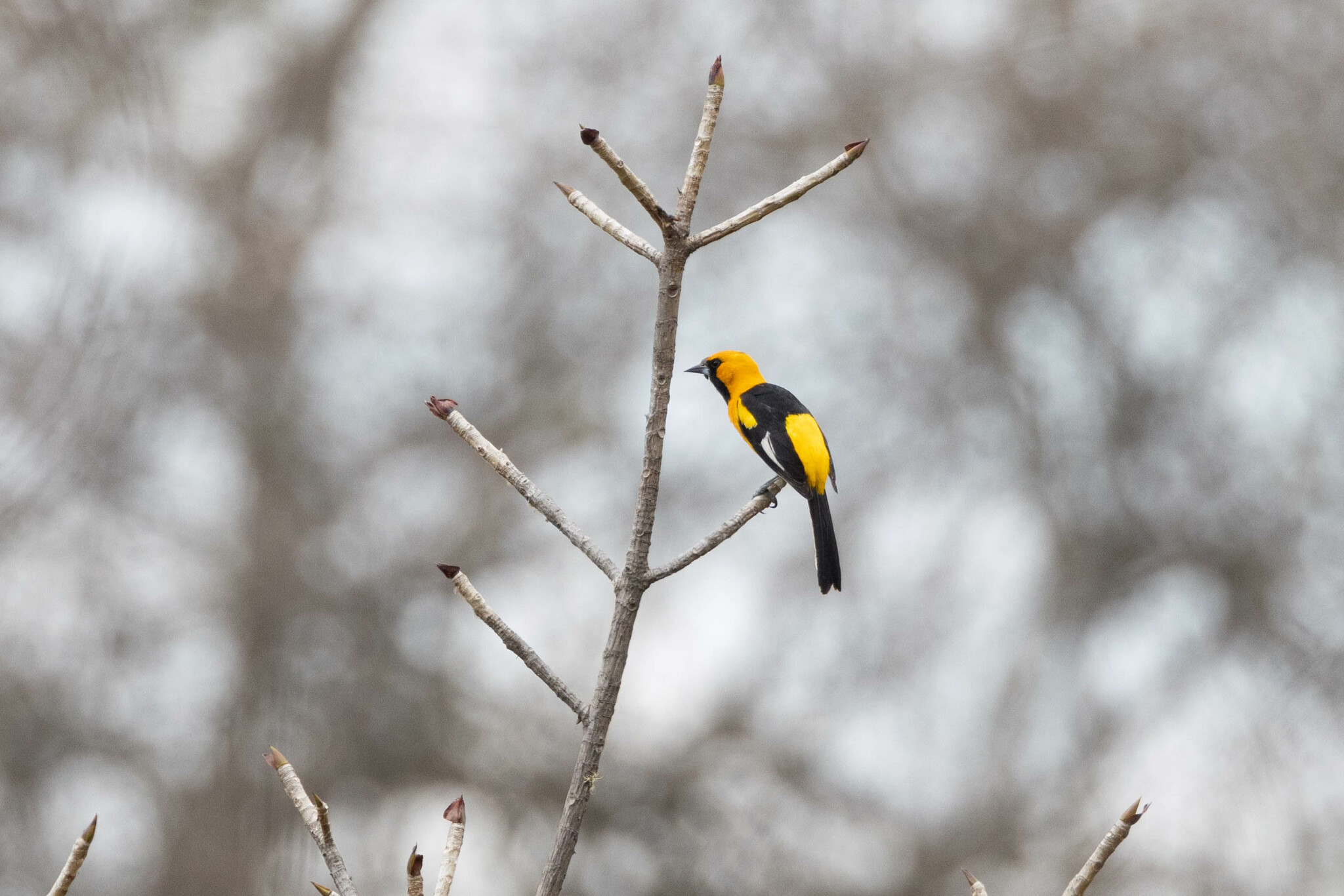 Icterus graceannae image