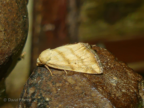 Aegle vespertinalis