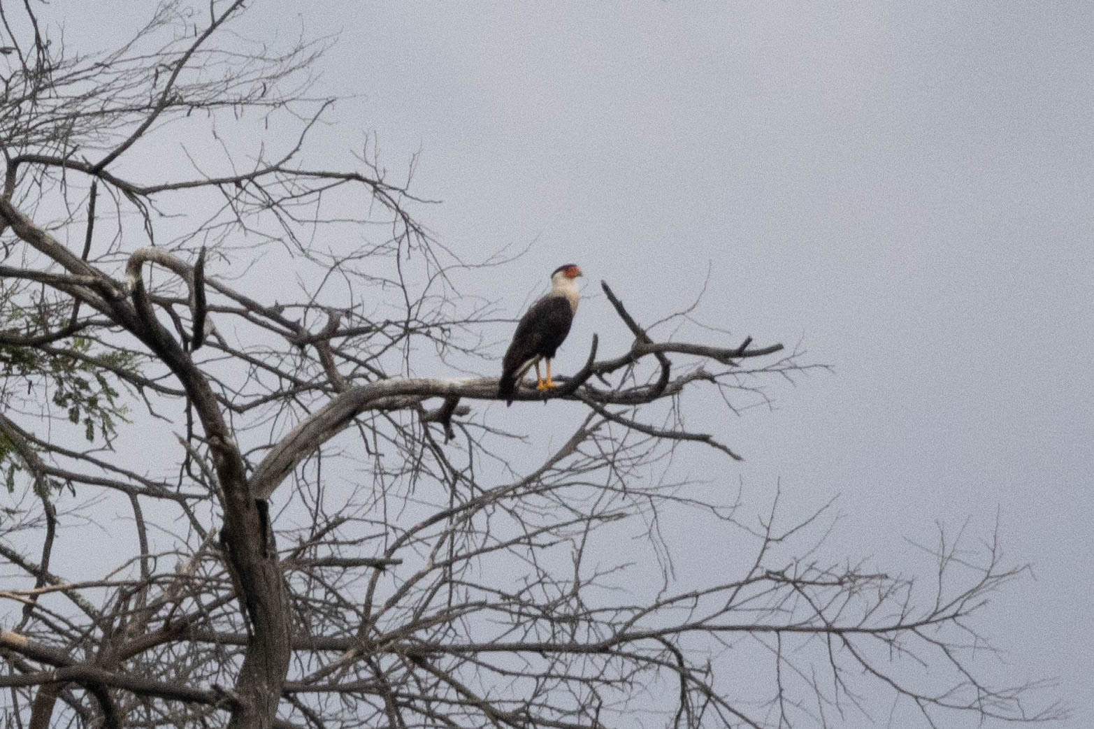 Caracara plancus image