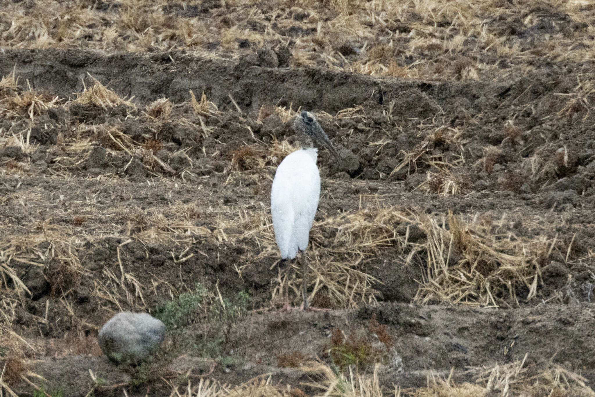 Ciconiidae image