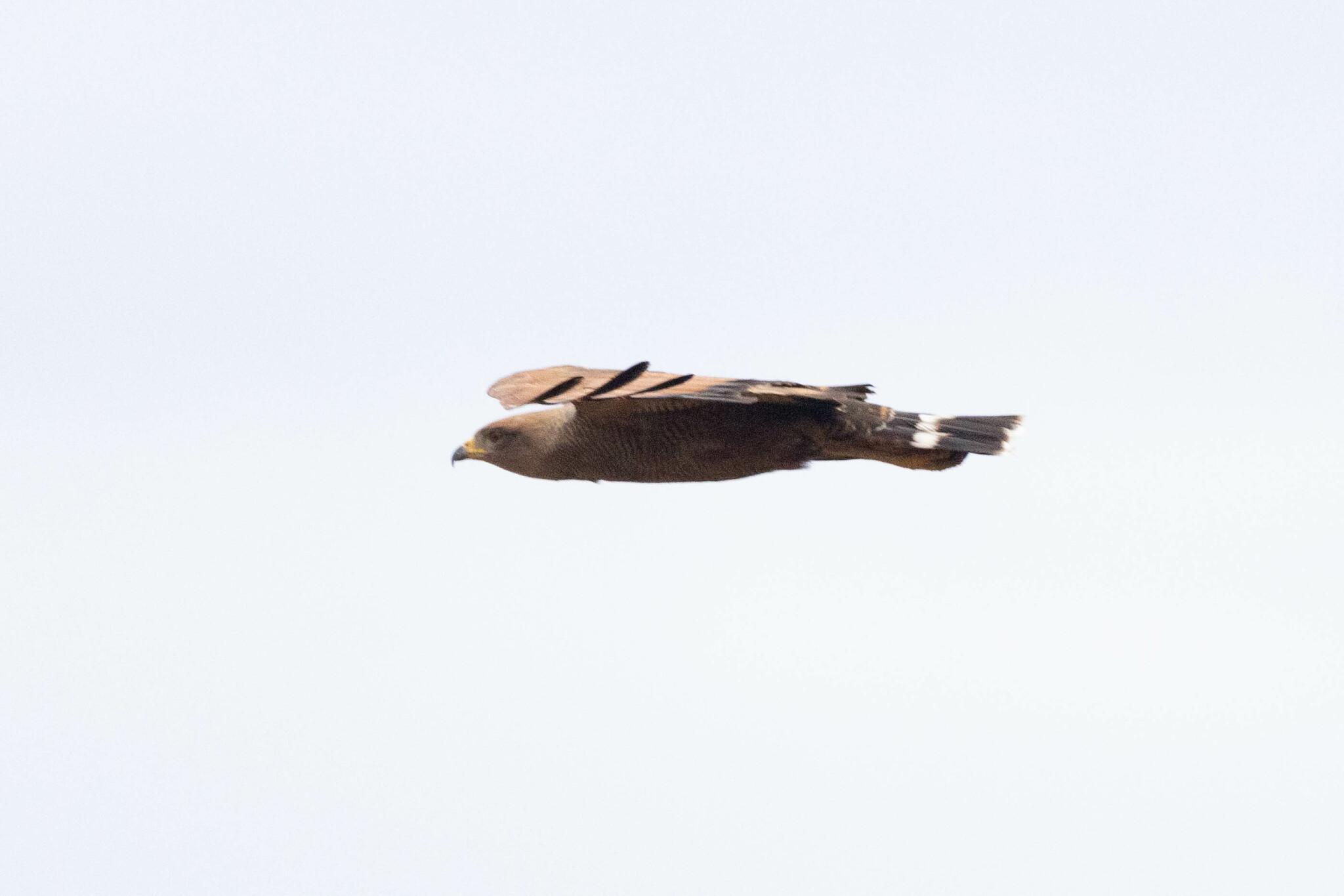 Buteogallus meridionalis image