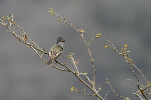 Sooty-crowned Flycatcher (Myiarchus phaeocephalus), photo 9